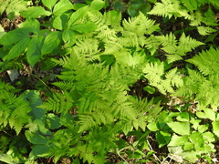 Gymnocarpium dryopteris