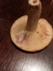 Lactarius repraesentaneus