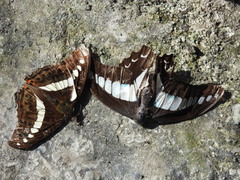 Limenitidinae