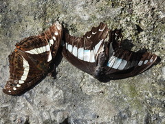 Limenitidinae