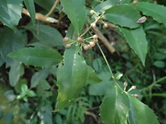 Ardisia cornudentata morrisonensis