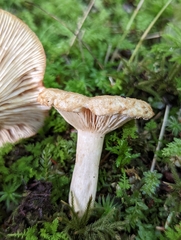 Lactarius repraesentaneus