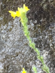 Linaria saxatilis