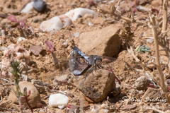 Orthetrum caledonicum