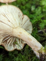 Lactarius repraesentaneus