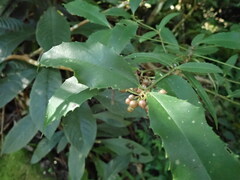 Ardisia cornudentata morrisonensis
