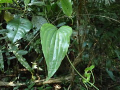 Stemona tuberosa