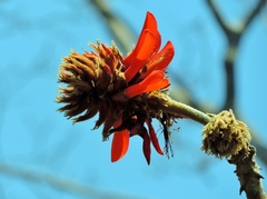 Erythrina