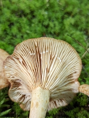 Lactarius repraesentaneus