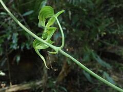 Stemona tuberosa