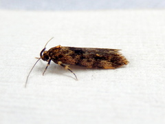 Barea codrella