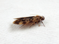 Barea codrella