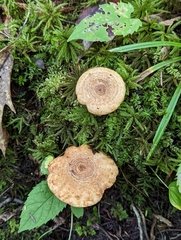 Lactarius repraesentaneus