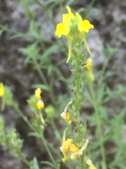 Linaria saxatilis