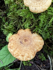 Lactarius repraesentaneus