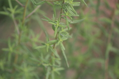 Aldama linearis