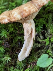 Lactarius repraesentaneus