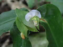 Commelina paludosa