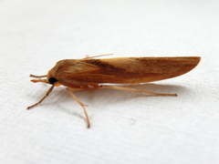 Calamidia hirta