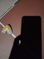 Peridrome orbicularis