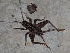 Gryllomorpha dalmatina
