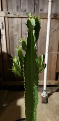 Euphorbia trigona