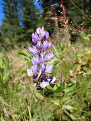 Lupinus latifolius