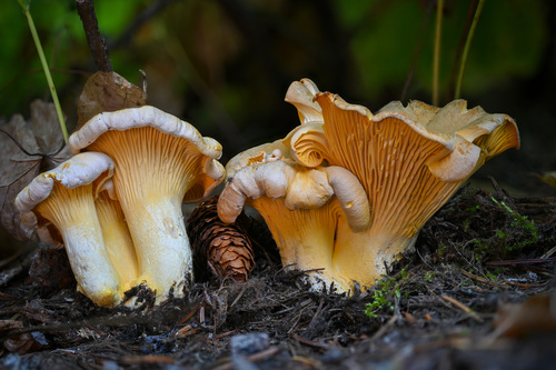 Chanterelle (Northeast)