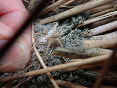 Sidymella trapezia