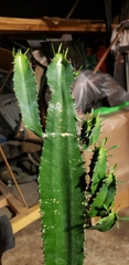 Euphorbia trigona