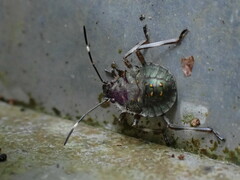 Halyomorpha
