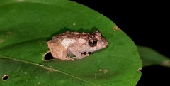 Pristimantis mallii