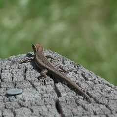 Cryptoblepharus buchananii