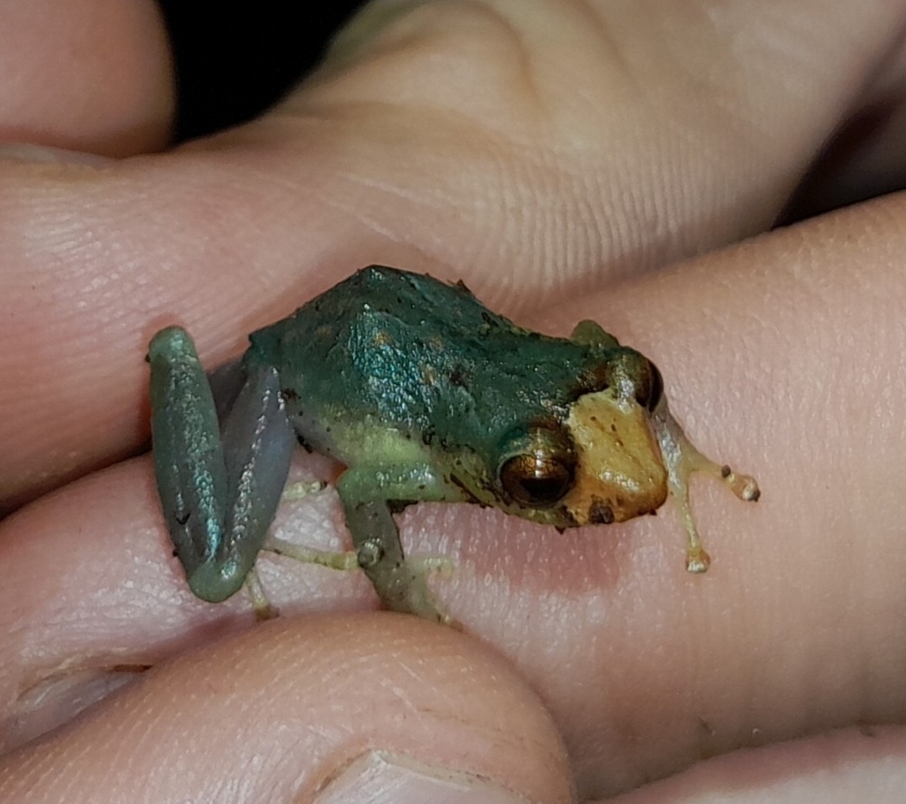 James Peters' Rainfrog