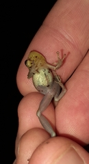 Pristimantis petersioides