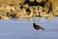 Haematopus fuliginosus