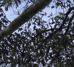 Entomyzon cyanotis