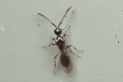 Diapriinae
