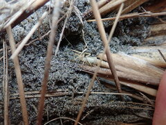 Sidymella trapezia