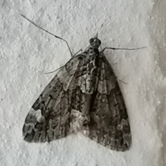 Chloroclysta siterata