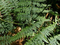 Dennstaedtia scandens