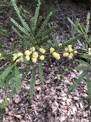 Acacia decurrens