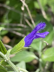 Salvia mexicana
