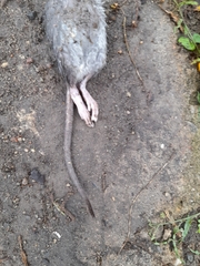 Rattus norvegicus
