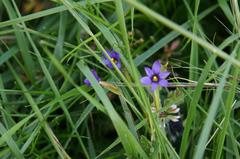 Sisyrinchium scabrum