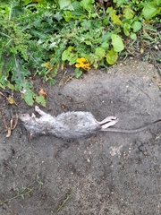 Rattus norvegicus