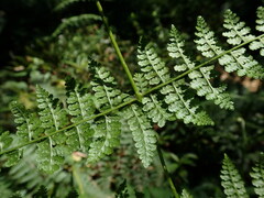 Dennstaedtia scandens