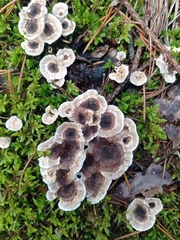 Phellodon tomentosus