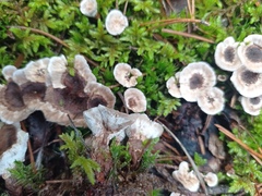 Phellodon tomentosus