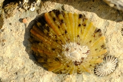 Cellana tramoserica